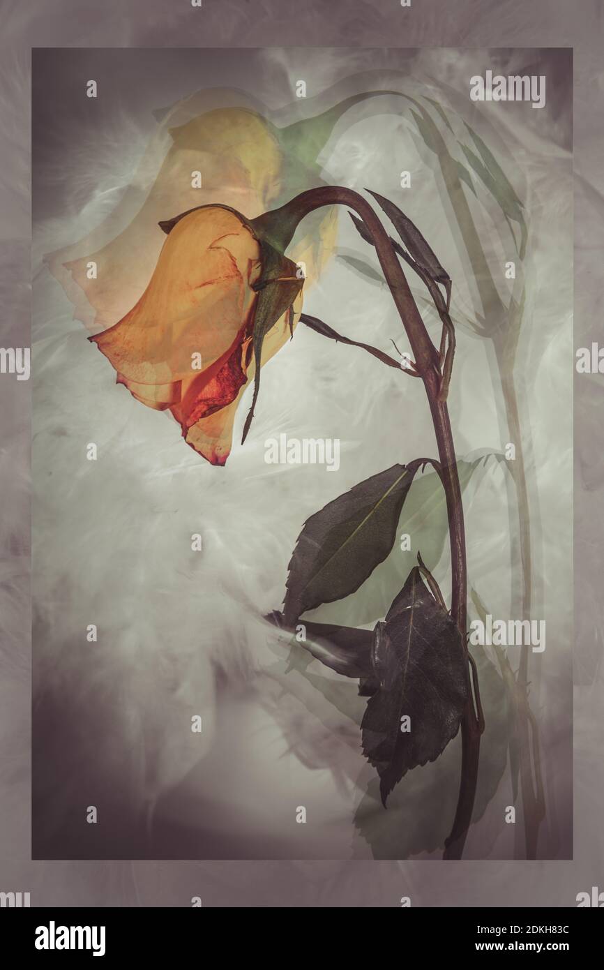 Sfuma la bellezza di una rosa, fragile e ancora bella. Doppia esposizione Foto Stock