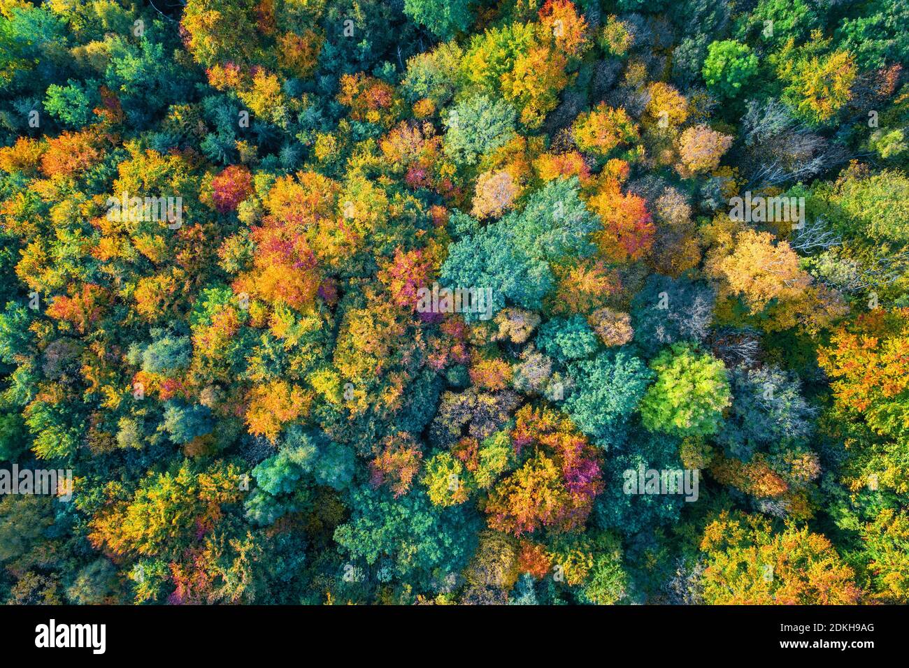 Astratto, vista aerea, colore del fogliame, autunno, foresta, Harz, Sassonia-Anhalt, Germania, Europa Foto Stock