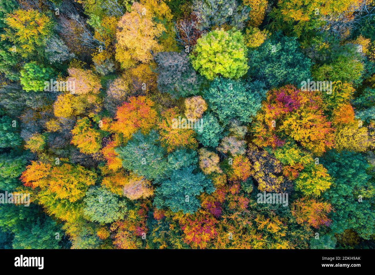 Astratto, vista aerea, colore del fogliame, autunno, foresta, Harz, Sassonia-Anhalt, Germania, Europa Foto Stock