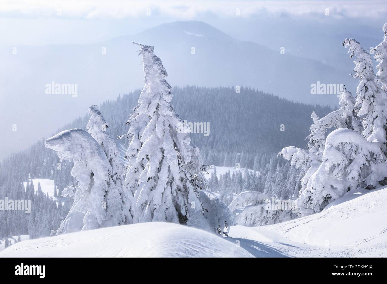 Paesaggio invernale. Paese delle meraviglie di Natale. Alta montagna. Prato coperto di alberi gelo nelle nevicate. Foresta. Sfondo sfondo. Foto Stock