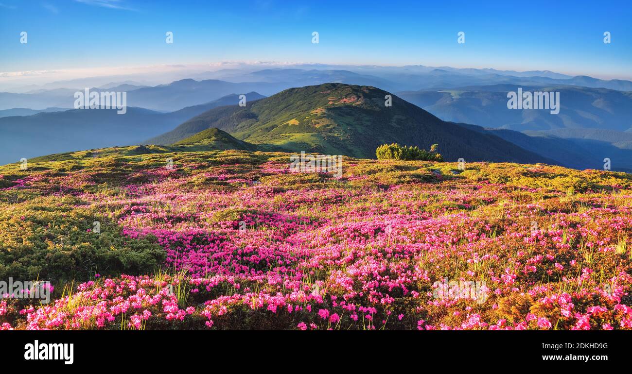 La vista panoramica sul prato è coperta da fiori rosa rododendri, cielo blu e alta montagna in estate. Località Carpazi, Ucraina, Europa. Colo Foto Stock