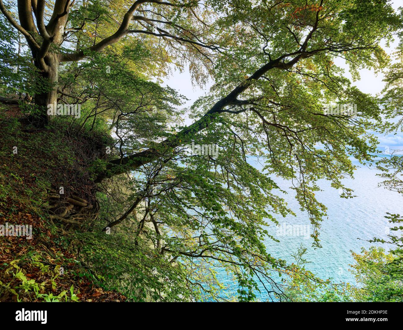 Gesso, costa di gesso, acqua, foresta, nuvole, cielo, alba, Mar Baltico Foto Stock