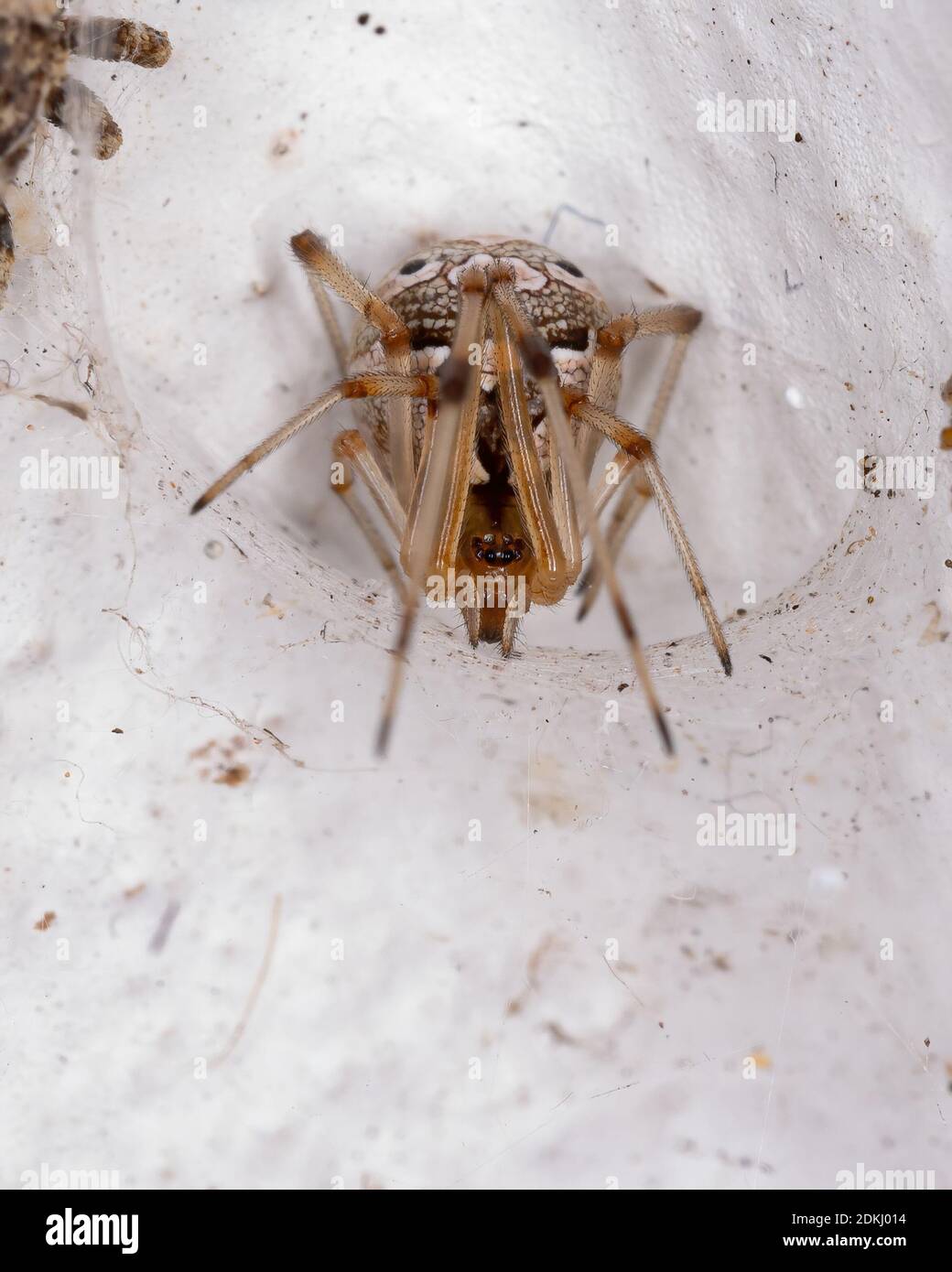 Vedova bruna della specie Latrodectus geometricus Foto Stock