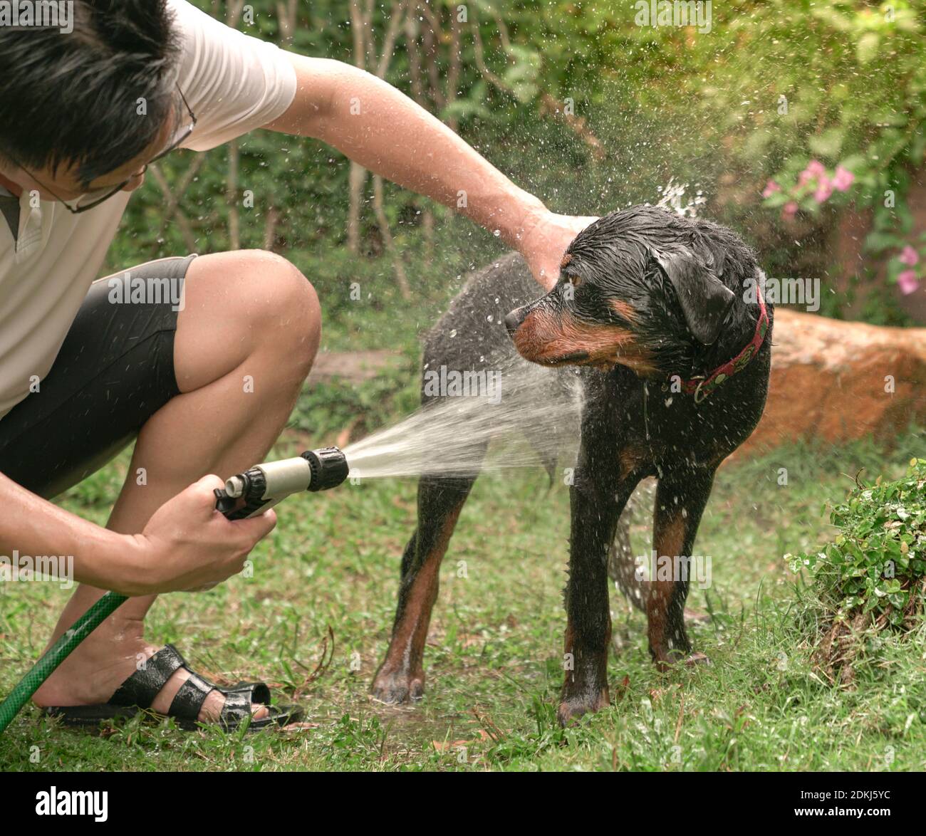 Bel cane rottweiler prendere una doccia all'aperto. Foto Stock