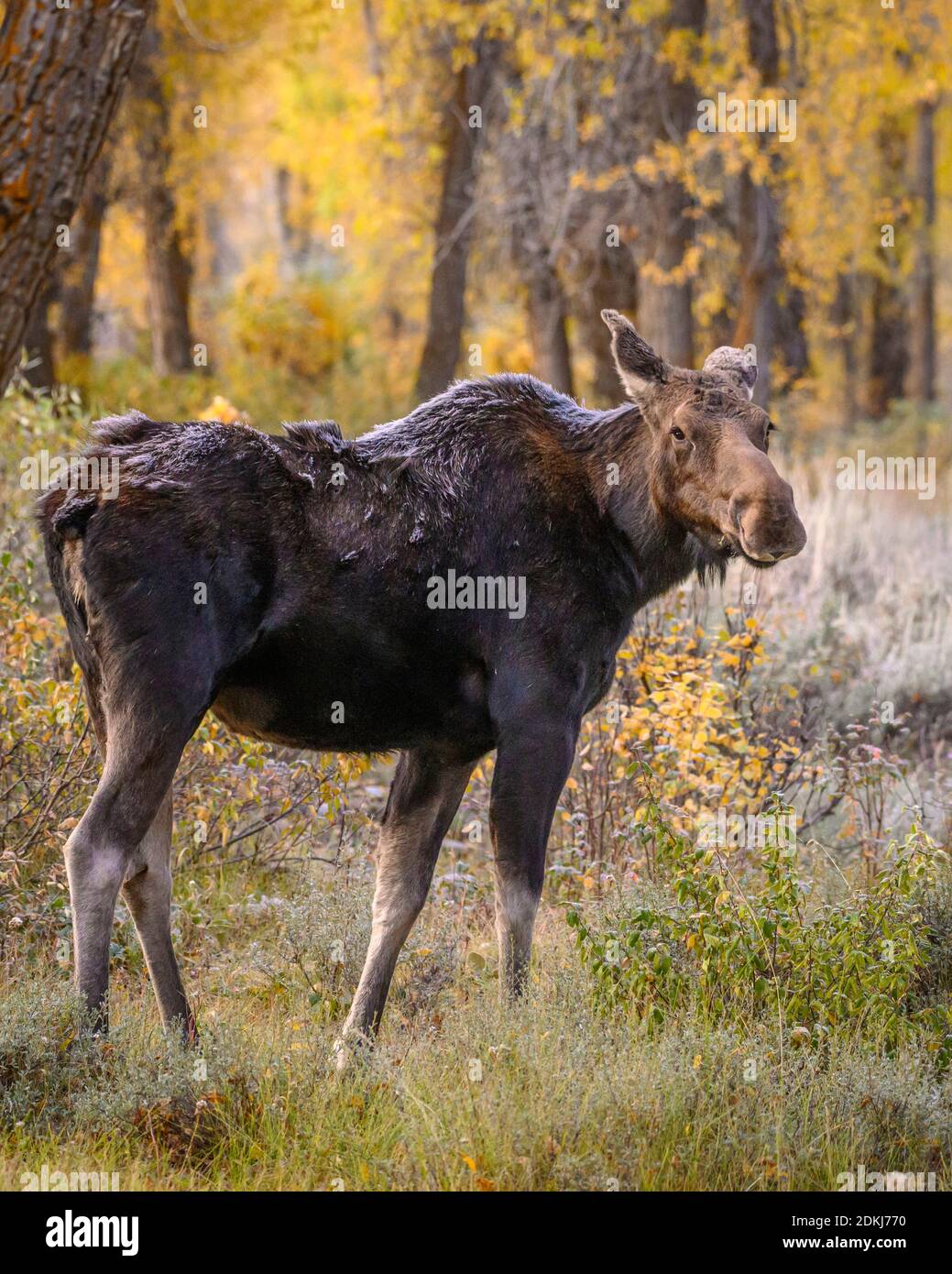 Moose Cow al Gros ventre Campground, Grand Teton National Park, Wyoming, USA. Foto Stock