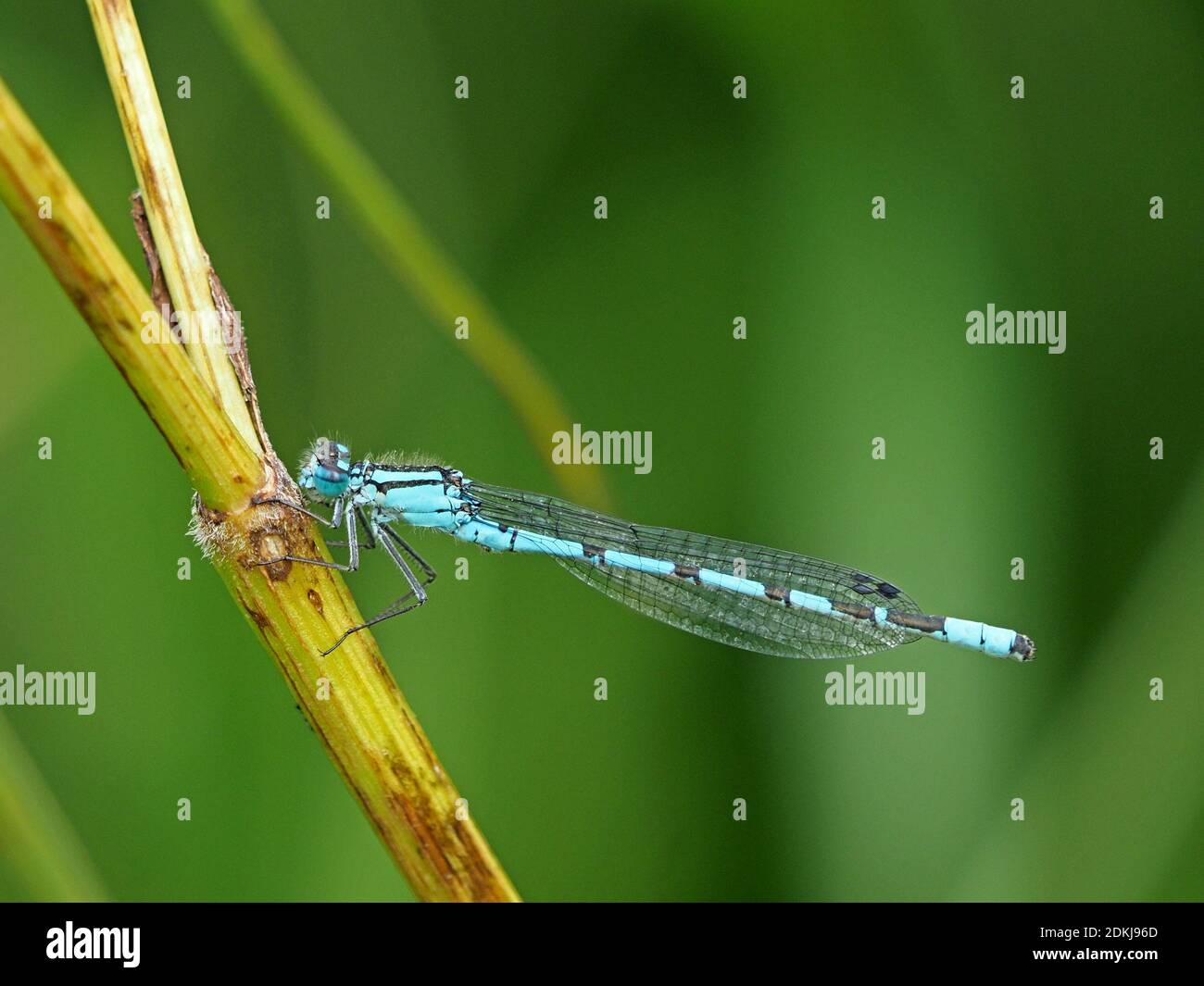 Comune Blue Damselfly (Enallagma cyathigerum), comune o bluet settentrionale che riposa su fusto di canna nel Nord Yorkshire, Inghilterra, Regno Unito Foto Stock