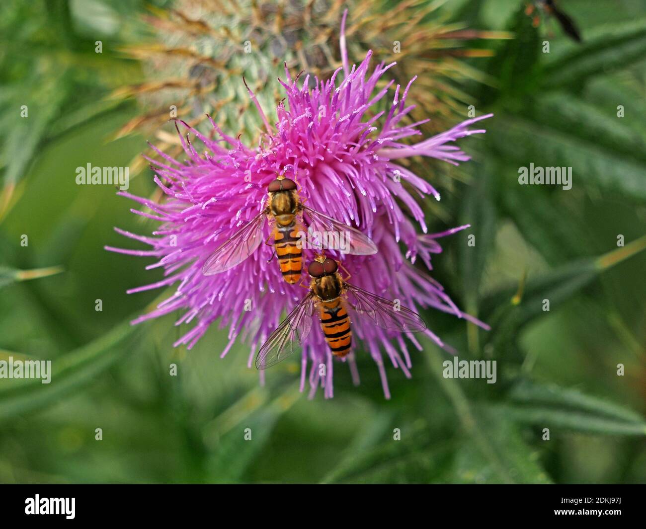 2 due Hoverflies di Marmalade (Episyrphus balteatus) che si nutrono in tandem su nettare di Thistle strisciante (Cirsium arvense) North Yorkshire, Inghilterra, Regno Unito Foto Stock