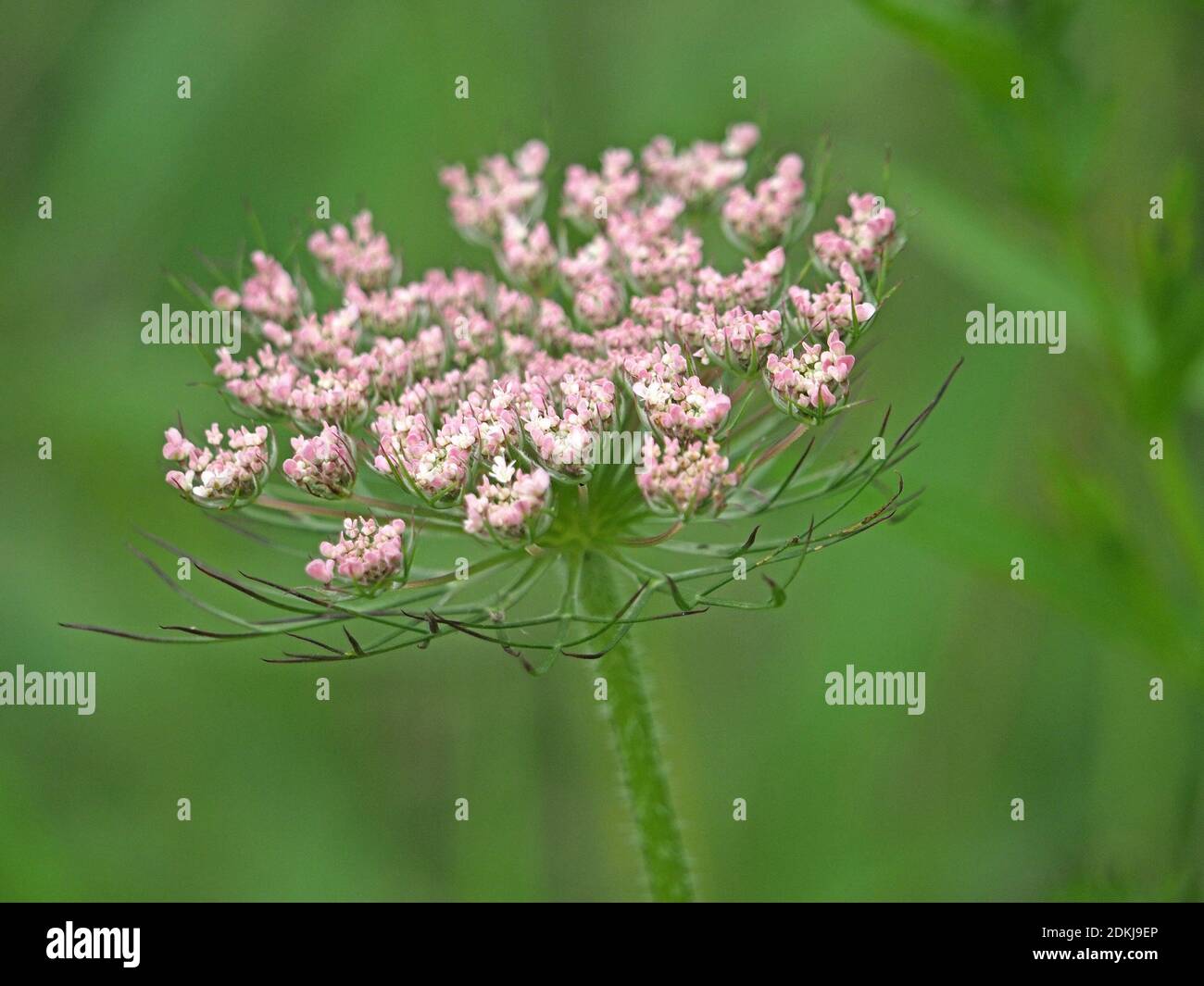 Testa di fiore composta di acero rosa (Daucus carota) con cospicua pinata bratta inferiore nel Nord Yorkshire, Inghilterra, Regno Unito Foto Stock