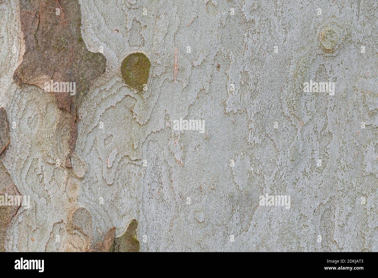 La corteccia di platano (platanus acerifolia) è un bel sfondo , macro foto Foto Stock
