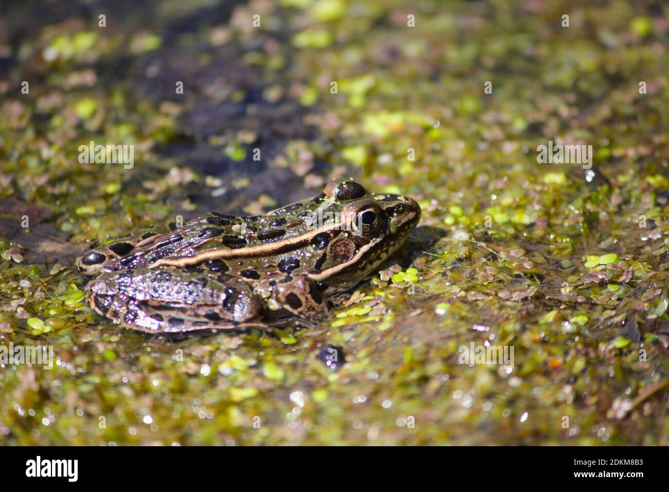 Una rana nel fango. Foto Stock