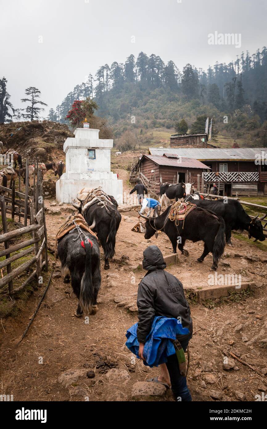 Vista di un uomo che cammina i suoi yaks e tori a. Un campo sul trekking Gochela a Sikkim Foto Stock