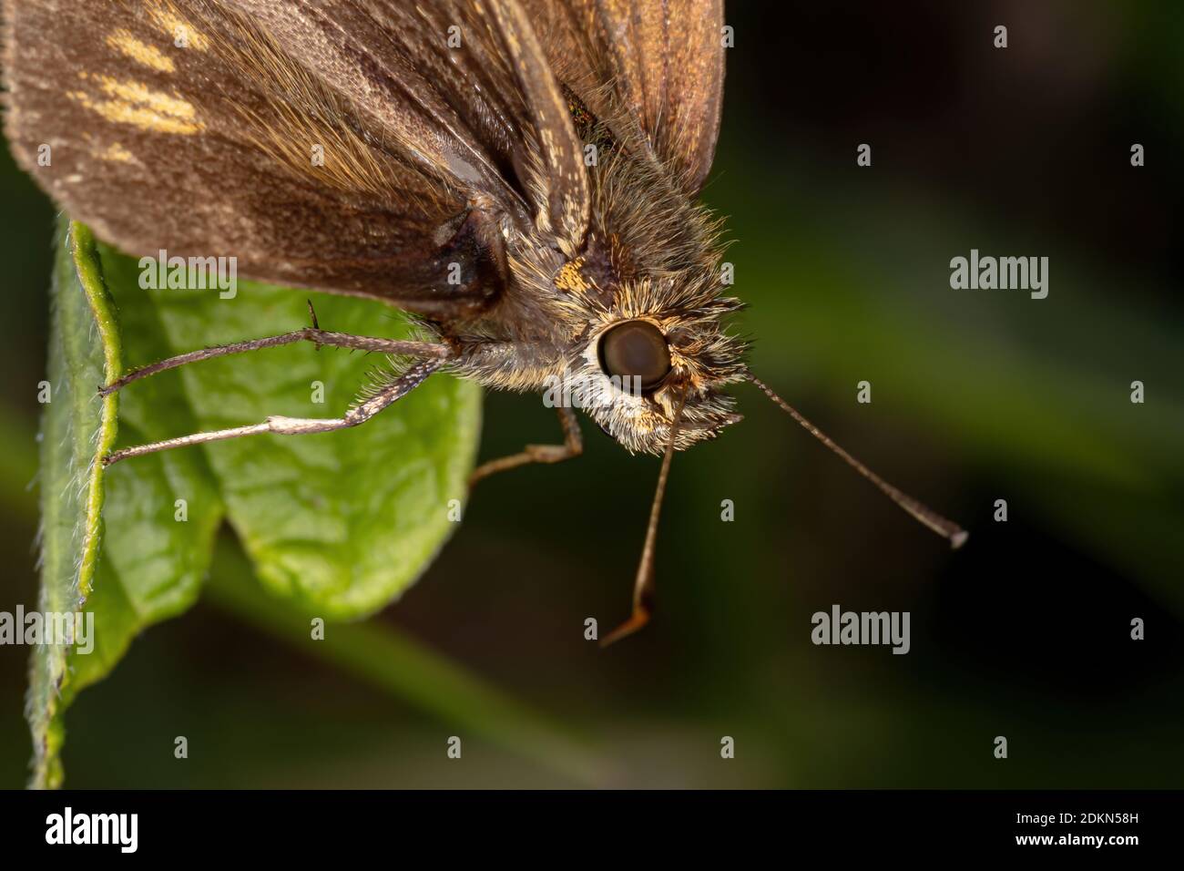 Skipper brasiliano della famiglia Hesperiidae Foto Stock