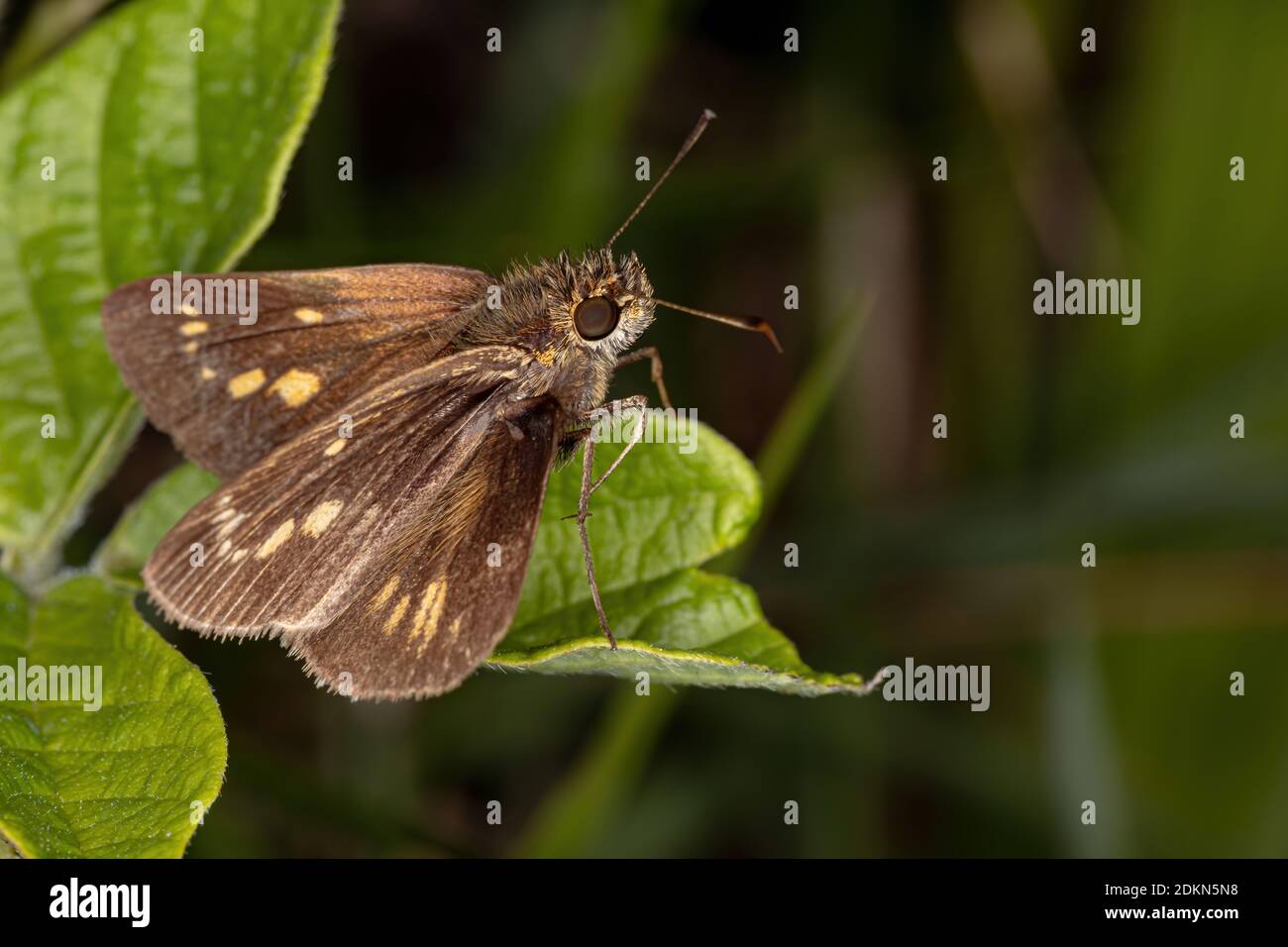 Skipper brasiliano della famiglia Hesperiidae Foto Stock