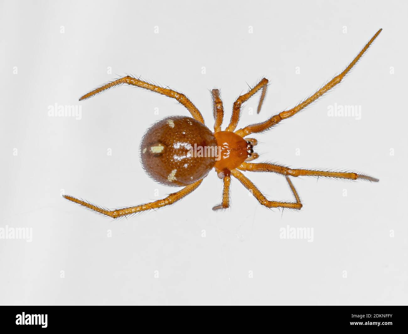 Red House Spider della specie Nesticodes rufipes Foto Stock