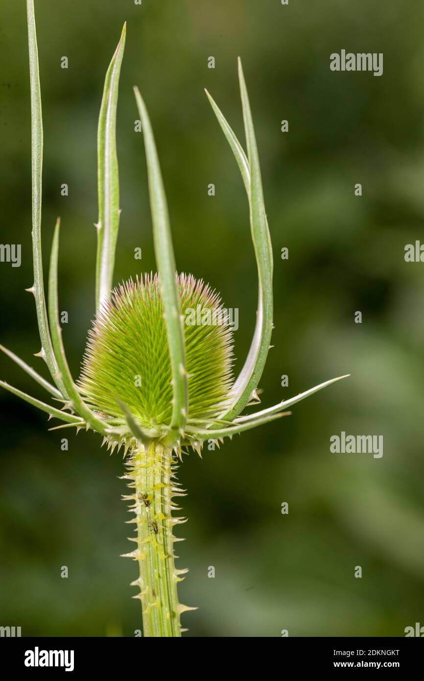 Fuller's Teasel, Vävarkarda (Dipsacus sativus) Foto Stock