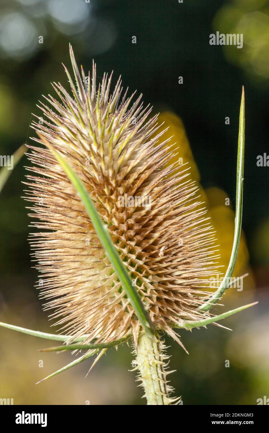Fuller's Teasel, Vävarkarda (Dipsacus sativus) Foto Stock