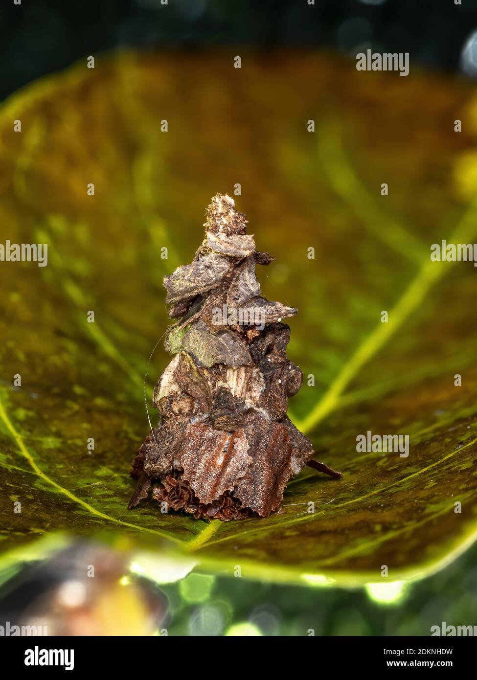 Piccolo Bagworm Moth della Famiglia Pssychidae Foto Stock