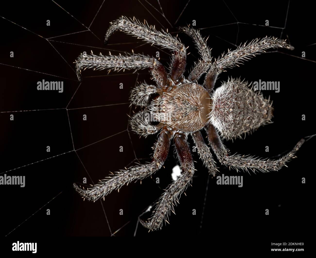 Orbweaver classico del genere Eriophora con fuoco selettivo Foto Stock