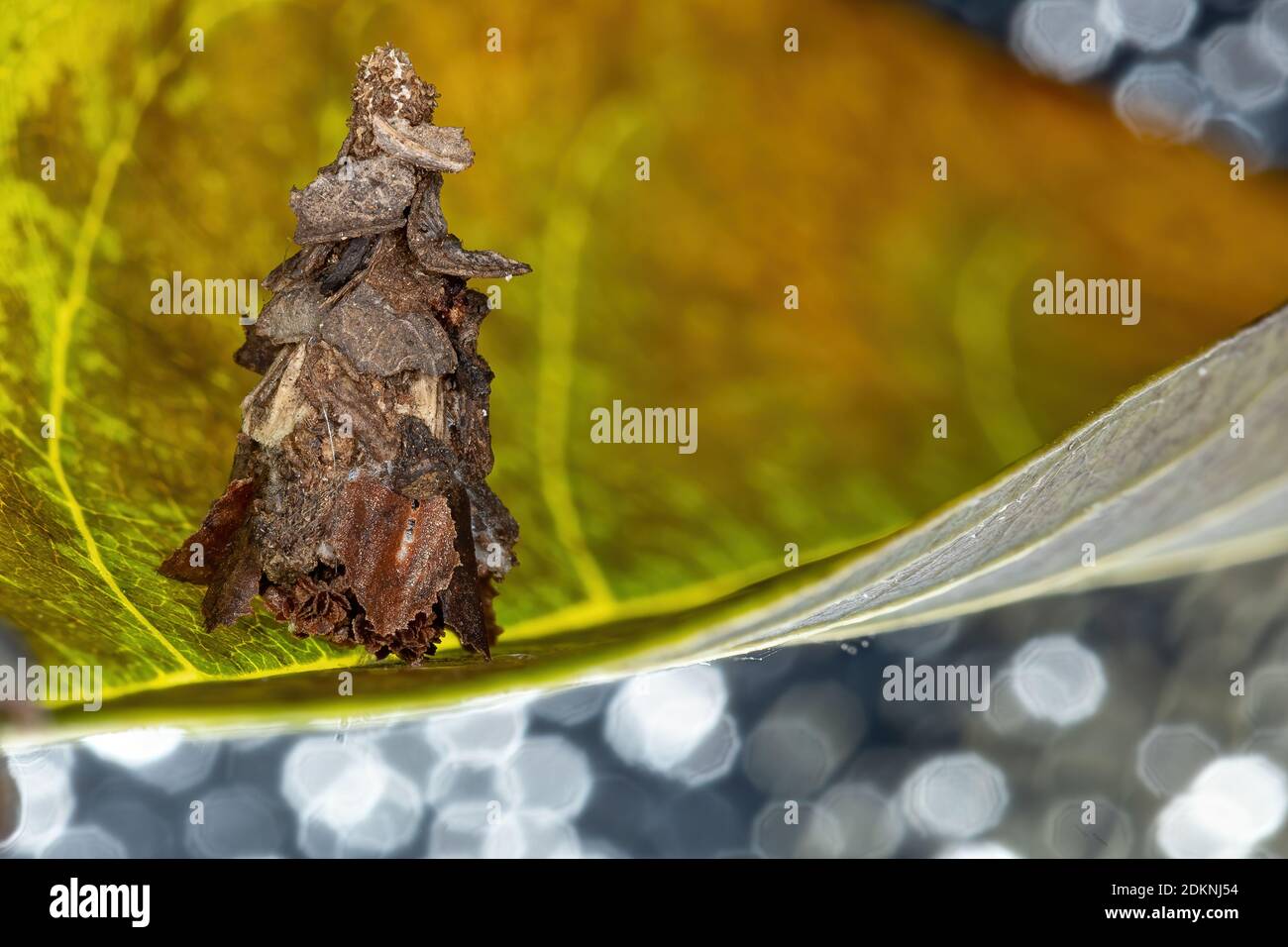 Piccolo Bagworm Moth della Famiglia Pssychidae Foto Stock