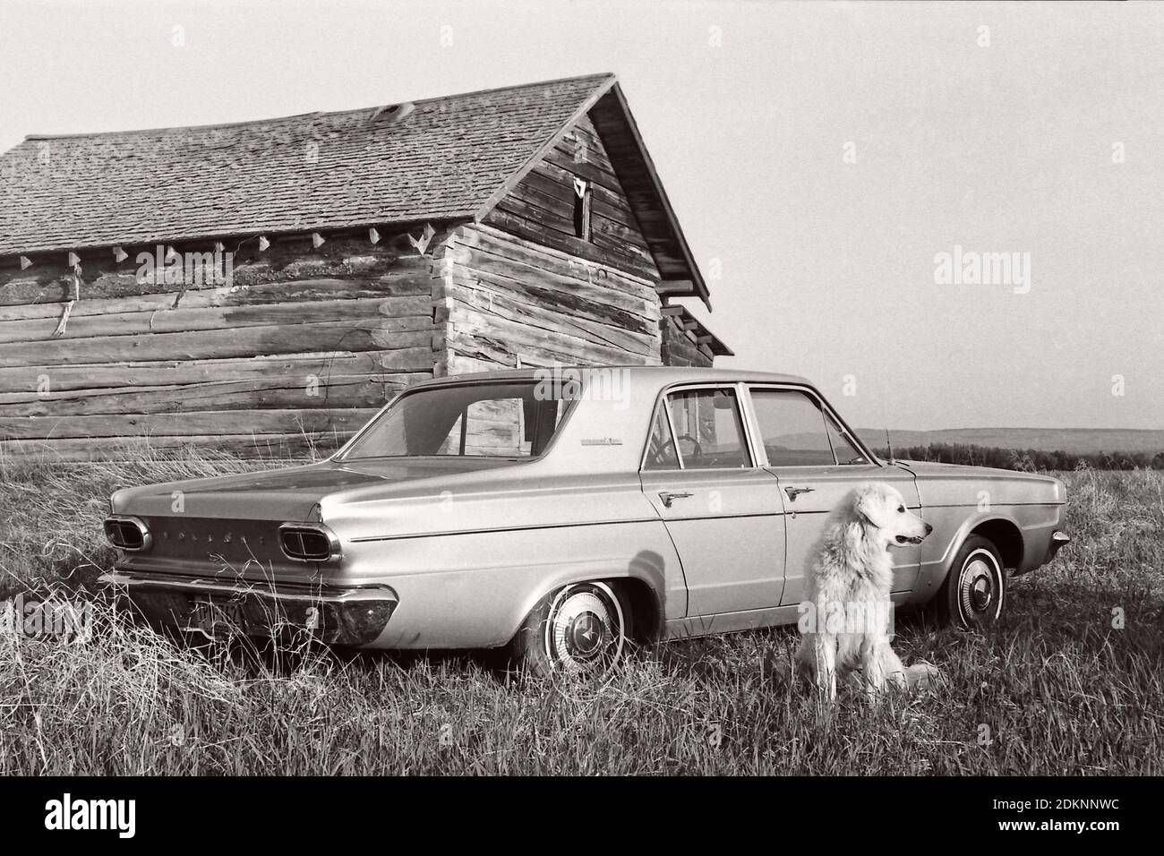 Vintage angolo a coda di rondine con cabina pioniera intagliata con un dardo 1966 a 4 porte e un cane Kuvasz. Rural Alberta Canada 1976 Foto Stock