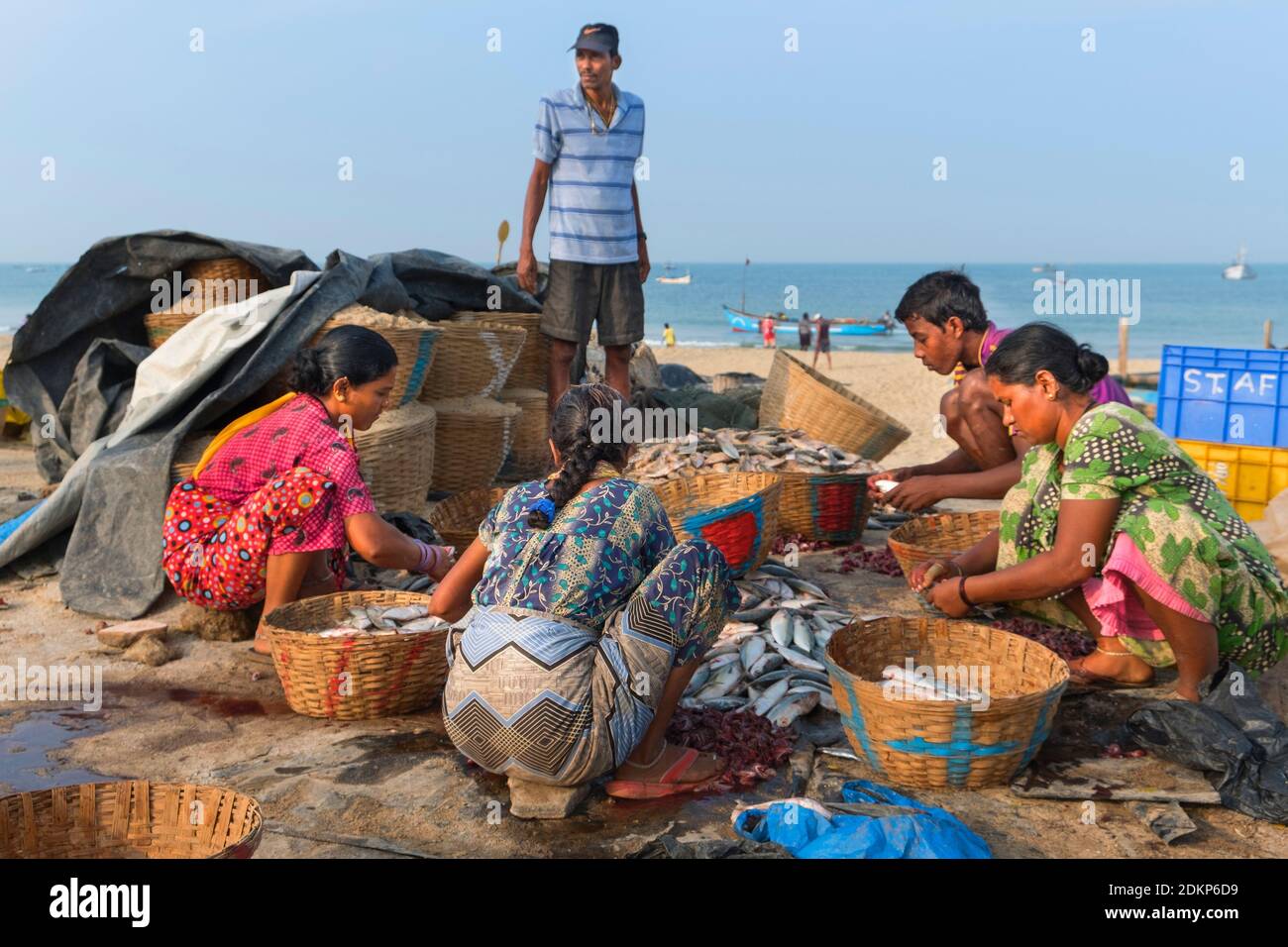 A smistare pesce Colva Beach Goa in India Foto Stock