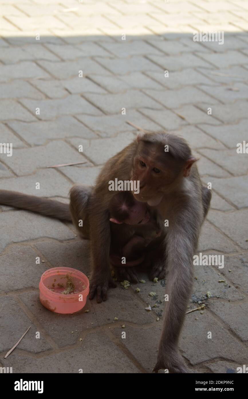 Una scimmia sta mangiando il cibo in un pranzo al sacco seduto al piano di un parco nazionale Foto Stock