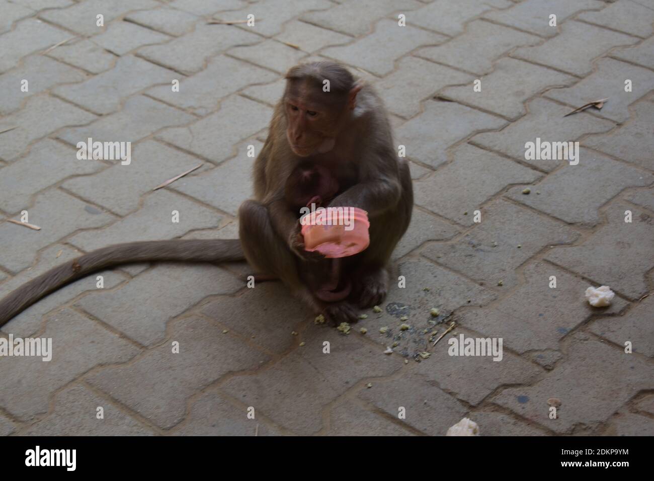 Una scimmia sta mangiando il cibo in un pranzo al sacco seduto al piano di un parco nazionale Foto Stock