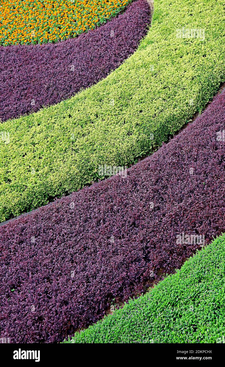 Modello di curva di arbusti decorativi viola e verdi nel giardino Foto Stock