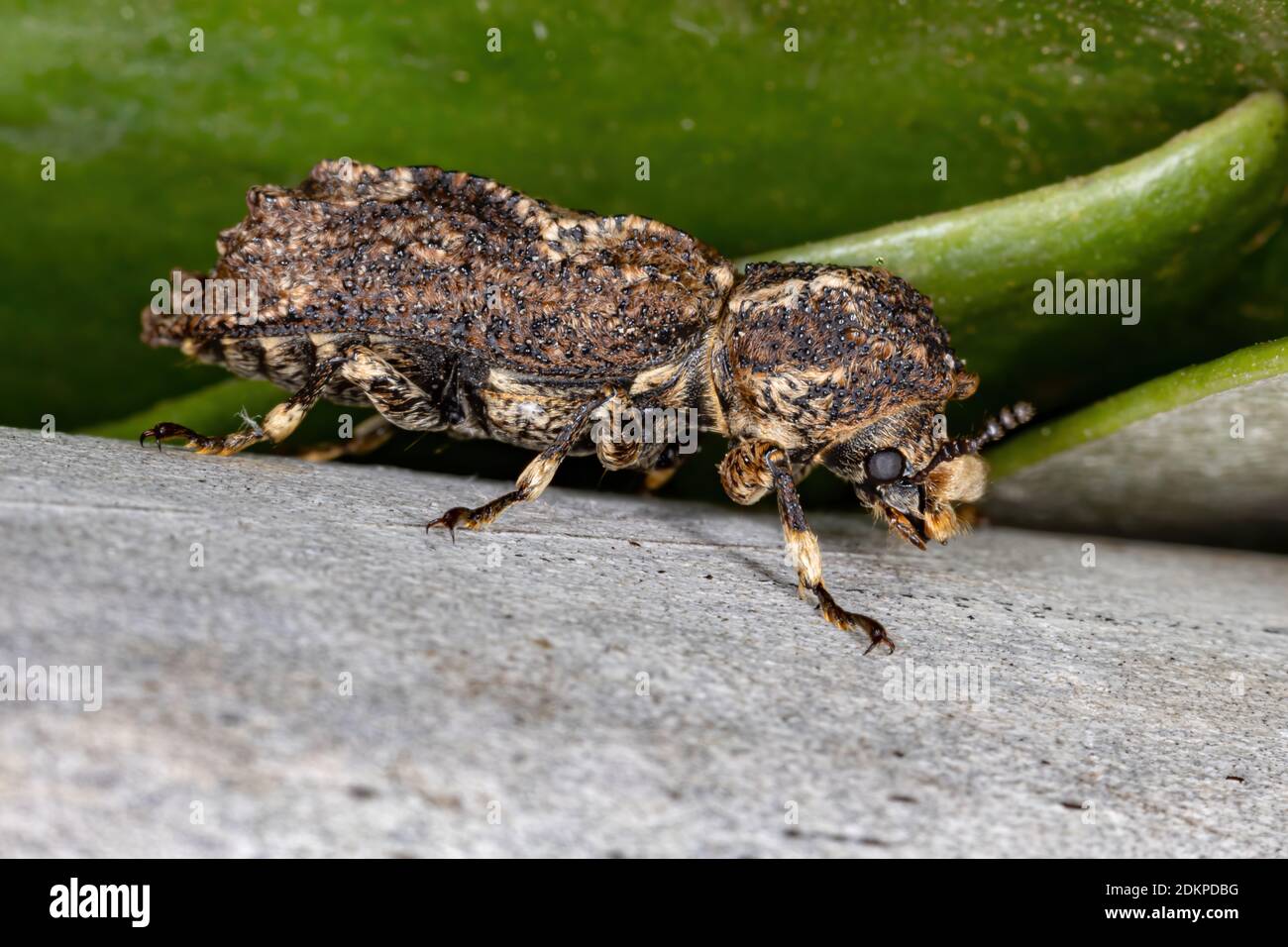 Beetle della coclea della specie Lichenophanes plicatus Foto Stock