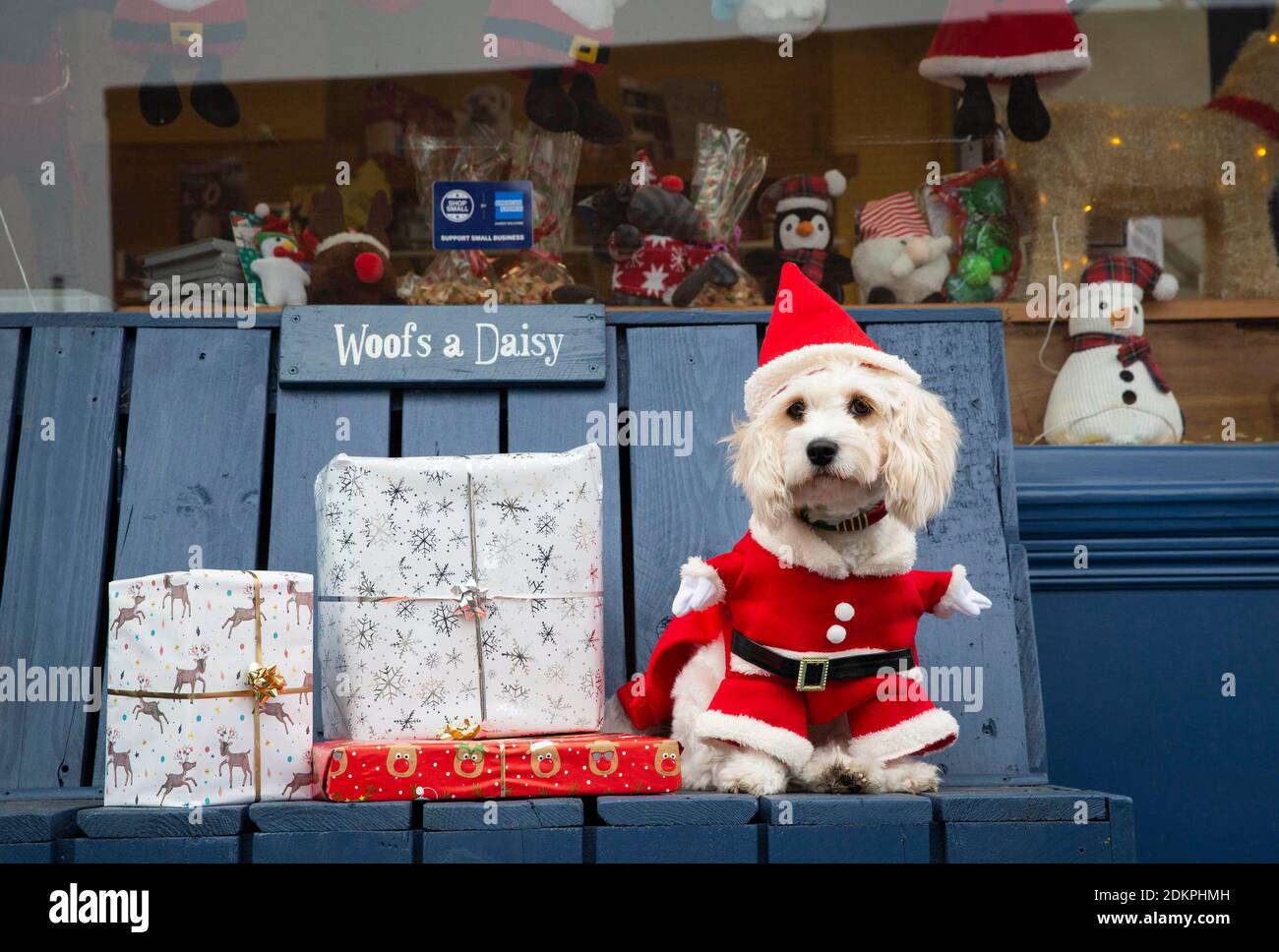 USO EDITORIALE SOLO Lola il Cavapoo, riceve regali di Natale a Woofs UN  negozio di animali Daisy a Kingston-upon-Thames, Surrey per celebrare la  campagna American Express Shop Small Foto stock - Alamy