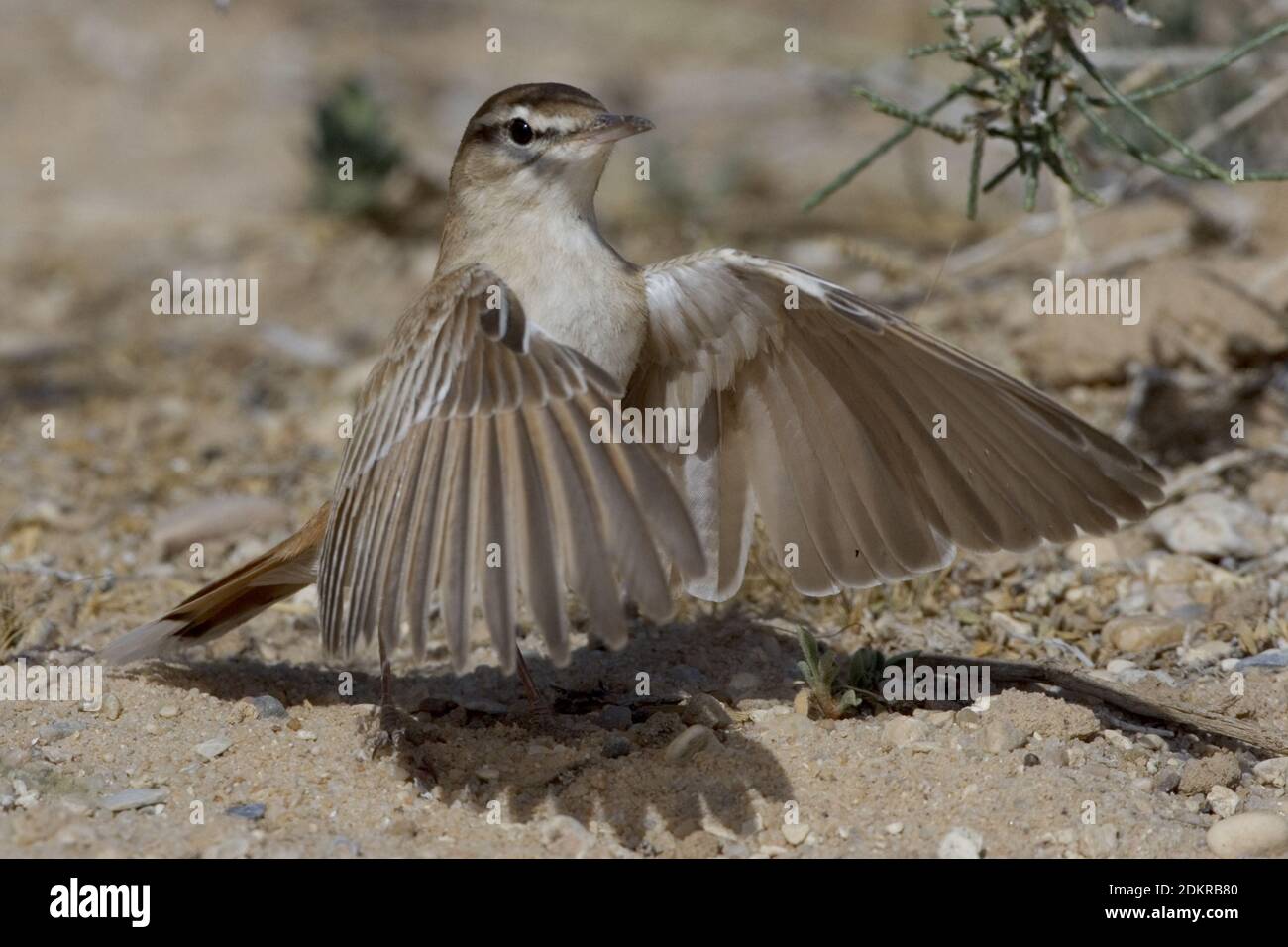 Oostelijke Rosse Waaierstaart; Eastern Rufous-tailed Scrub-robin Foto Stock