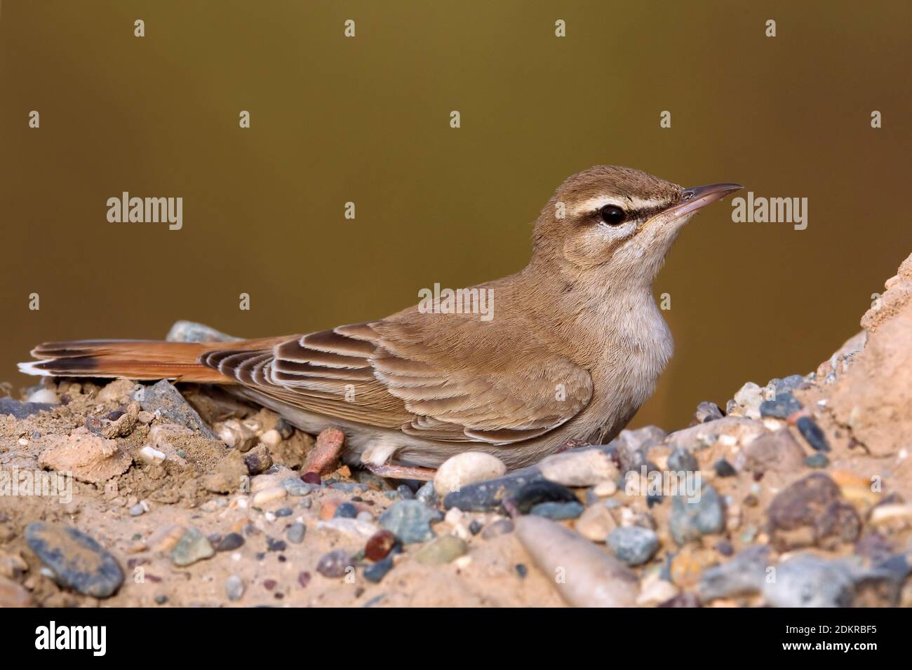Oostelijke Rosse Waaierstaart zittend op de grond; Eastern Rufous-tailed Scrub-robin appollaiato sul terreno Foto Stock