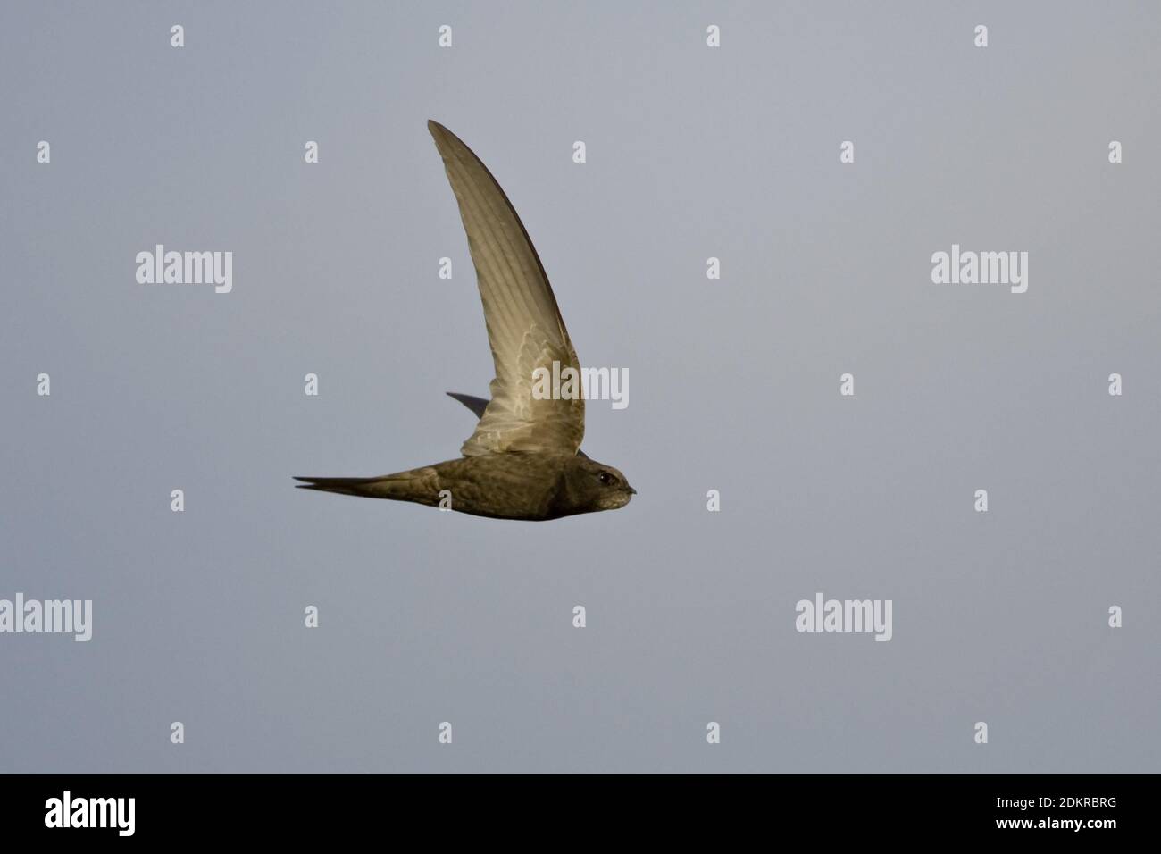 Comune di volo Swift; Gierzwaluw vliegend Foto Stock
