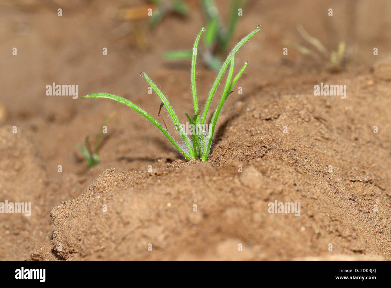 ( PSYLLIUM )coltura di Isabgol o pianta che cresce nei campi di agricoltura Foto Stock