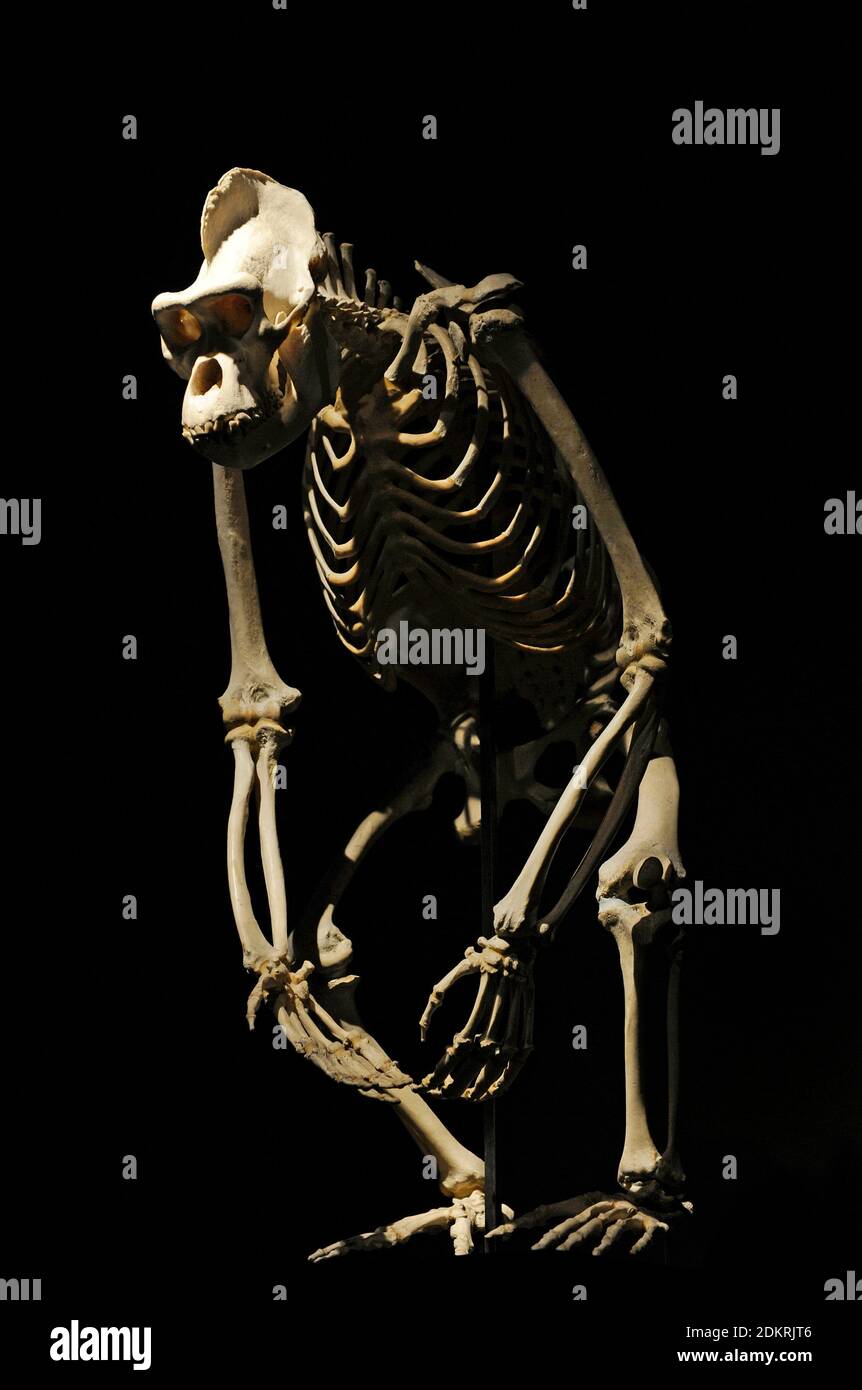 Scheletro di un gorilla. Museo di Storia Naturale, Berlino, Germania. Foto Stock