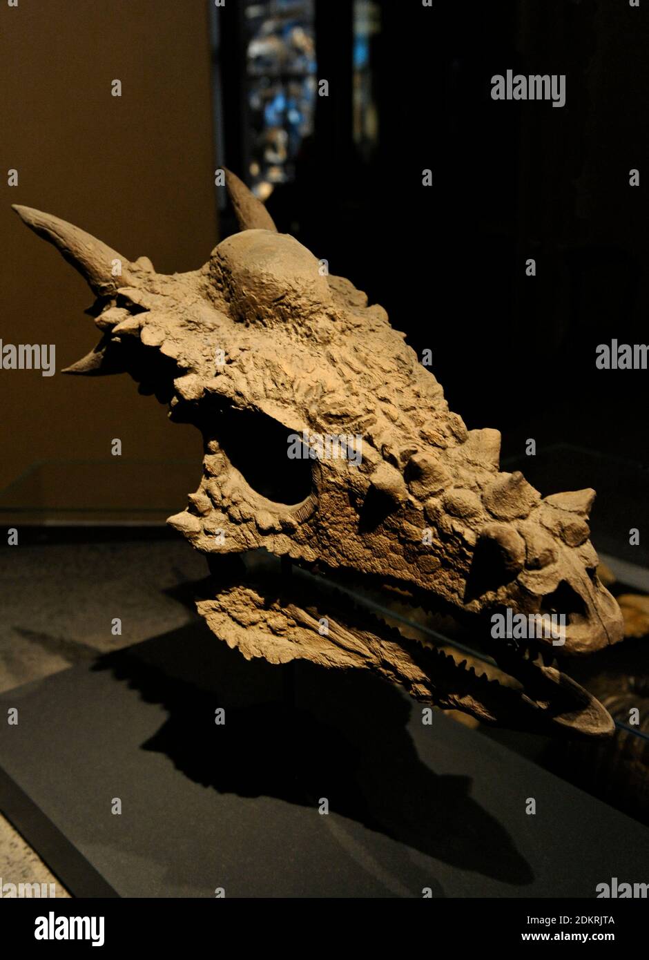 Stygimoloch (significa 'demon dalla Styx'). Genere di dinosauro pachycephalosaurid dalla fine del periodo Cretaceo, circa 66 milioni di anni fa. Cranio di spinifer di stygimoloch fossile. Dakota del Nord, Stati Uniti. Museo di Storia Naturale, Berlino, Germania. Foto Stock