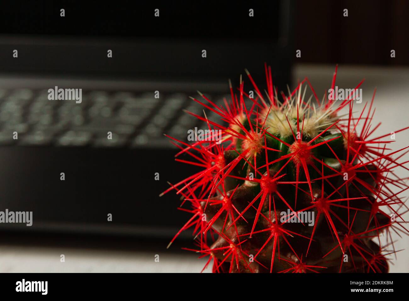 cactus con aghi rossi sullo sfondo di un nero computer portatile su un tavolo bianco Foto Stock cactus con aghi rossi sullo sfondo di un nero computer portatile su un tavolo bianco Foto Stock