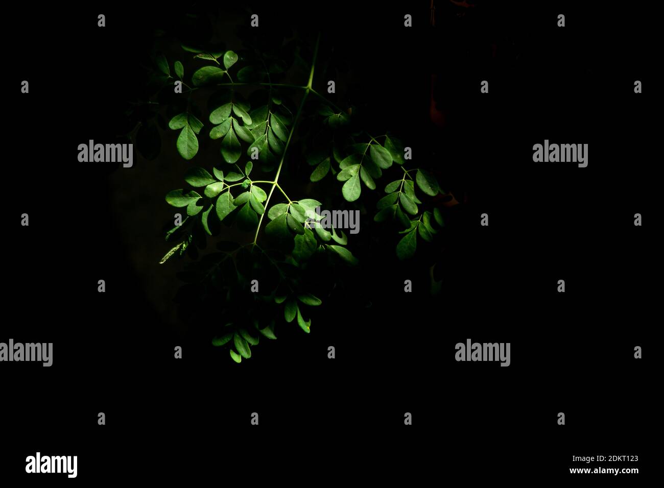 Ramo di albero esposto alla luce del sole dall'ombra durante il pomeriggio. Foto Stock