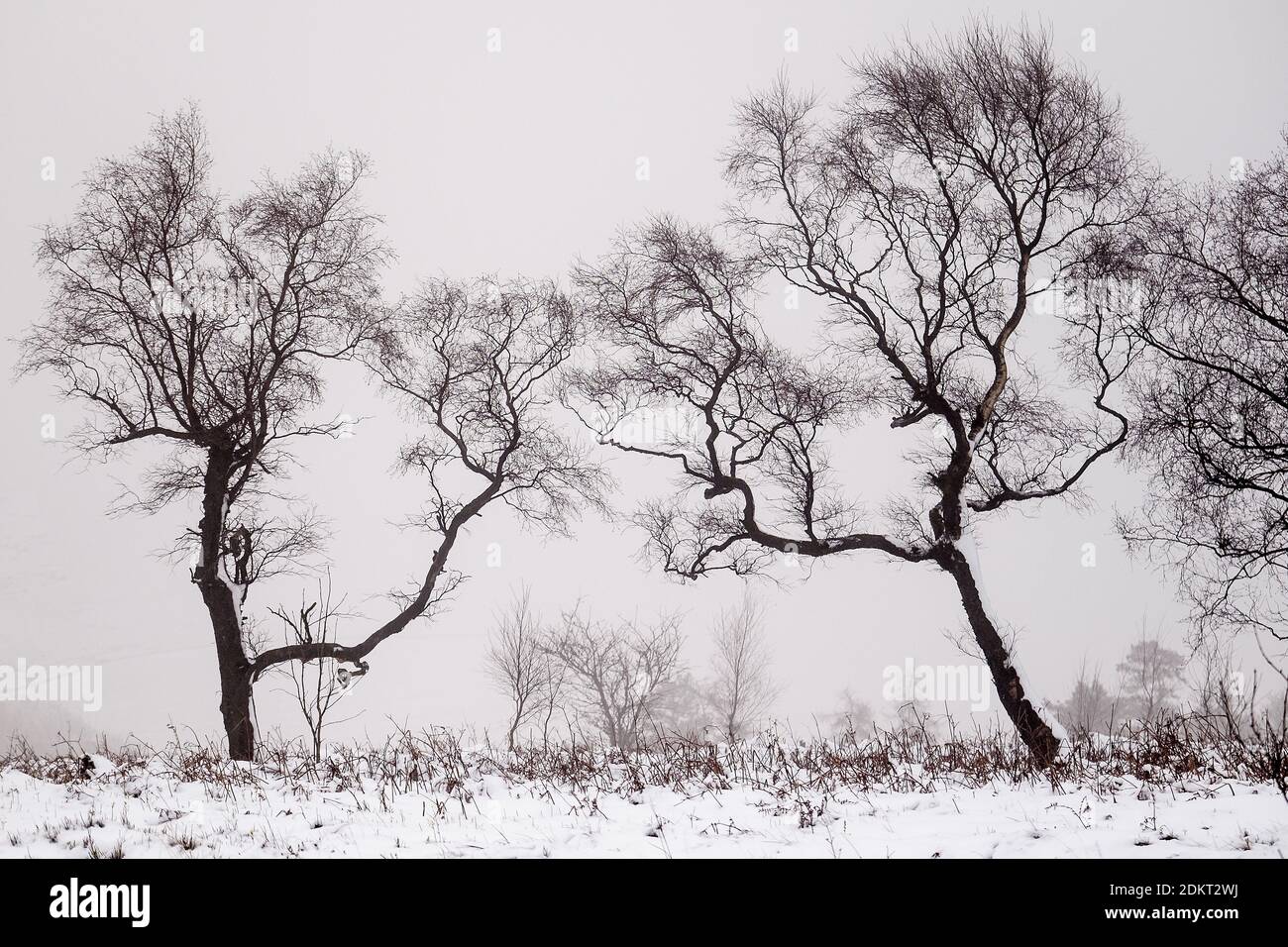 Sagome di alberi in un paesaggio invernale, Buxton, Derbyshire. REGNO UNITO Foto Stock