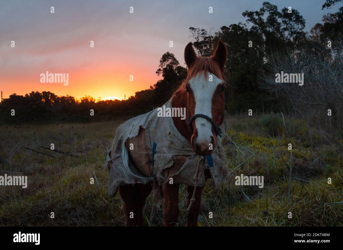 Cavallo al tramonto. Cavallo in campo. Sole arancione nel pomeriggio Foto Stock