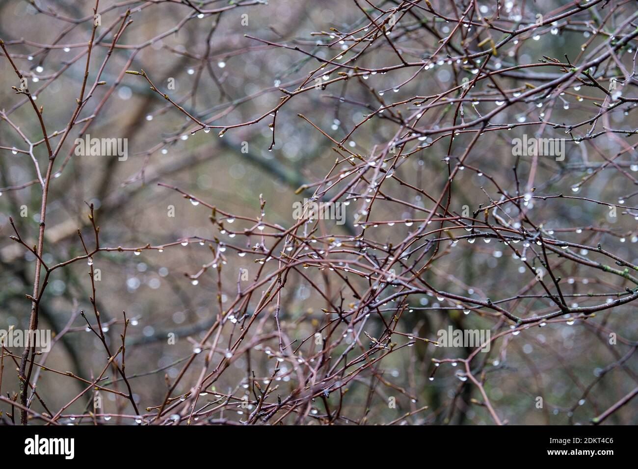 Gocce di pioggia su rami di un albero in un Regno Unito bosco Foto Stock