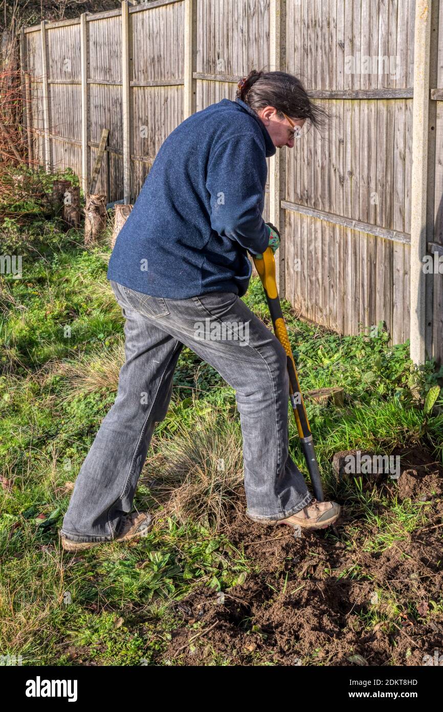 Donna scavando su un bordo di giardino troppo-cresciuto preparandosi a piantare una nuova siepe. Foto Stock