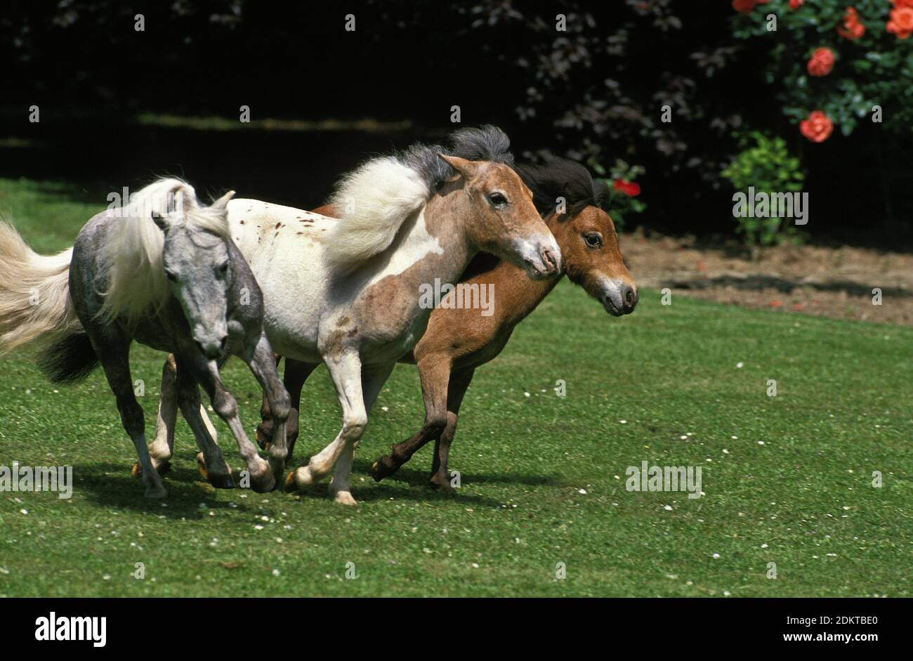 Americano di cavalli in miniatura Foto Stock