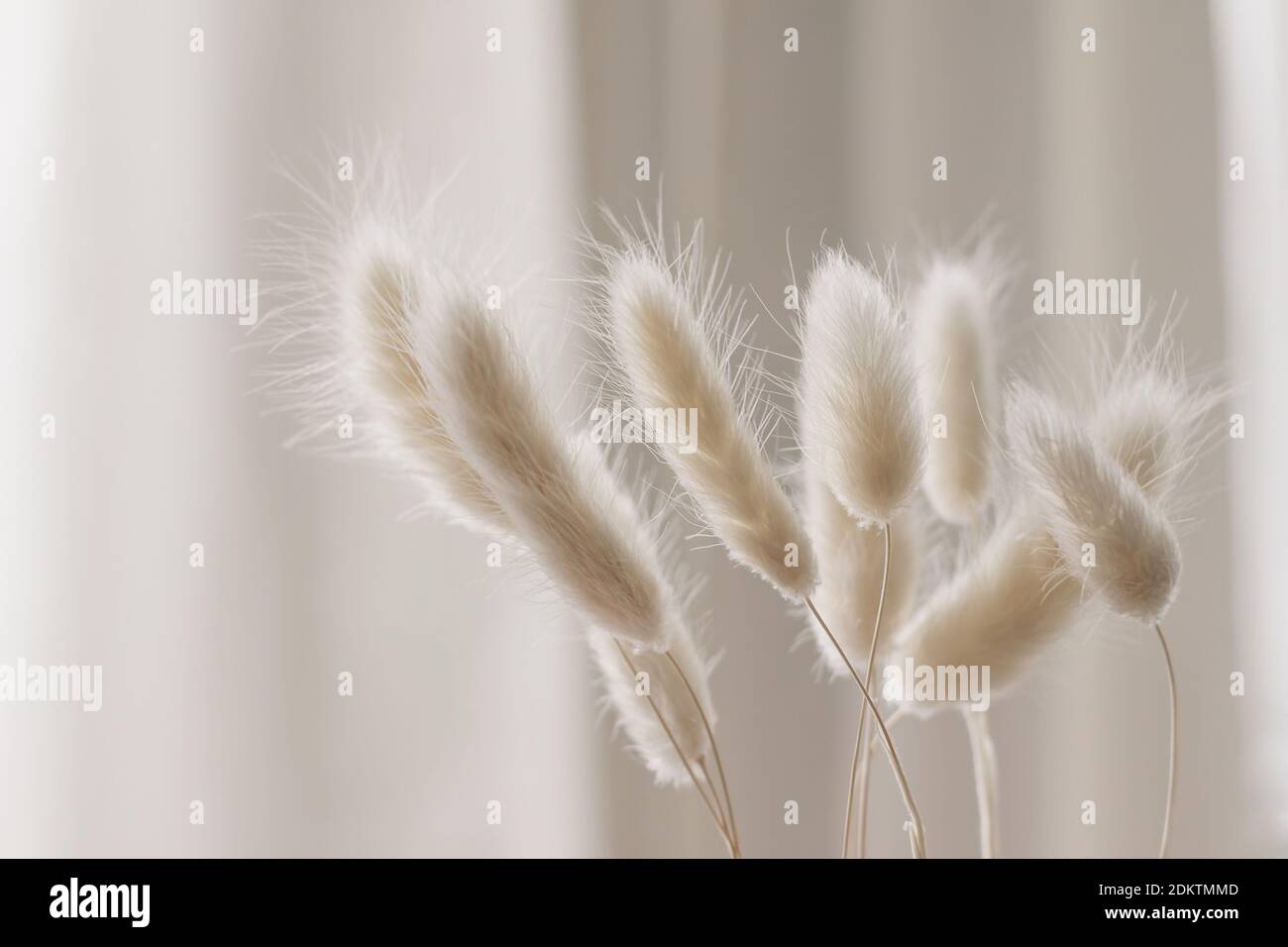 Primo piano di un bel bouquet cremoso di erba secca. Coda di coniglietto, pianta di Lagurus ovatus contro morbido sfondo di tenda beige sfocato. Messa a fuoco selettiva Foto Stock