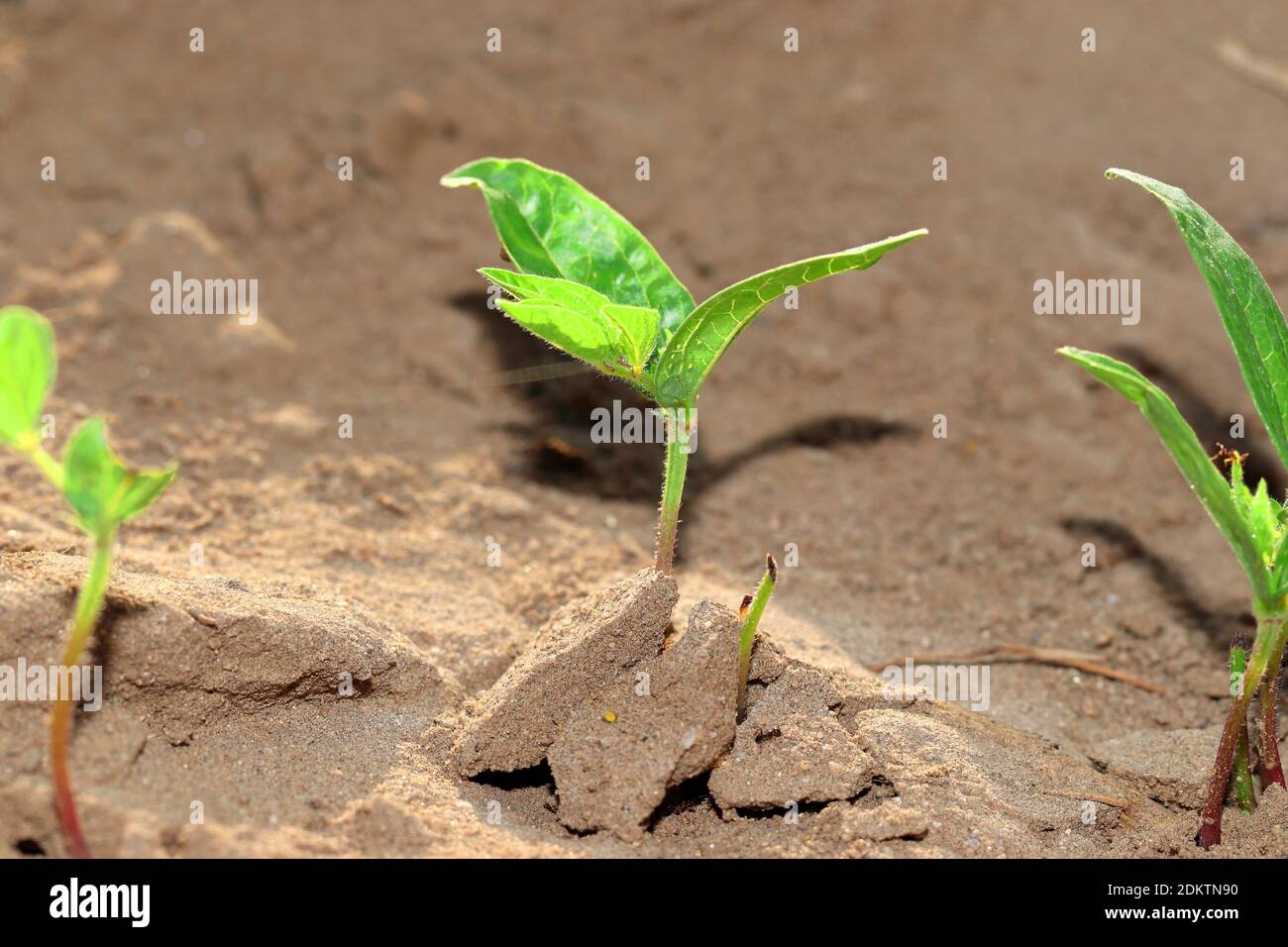 Pianta di impulso verde piccola e sana che cresce bene nel campo Foto Stock