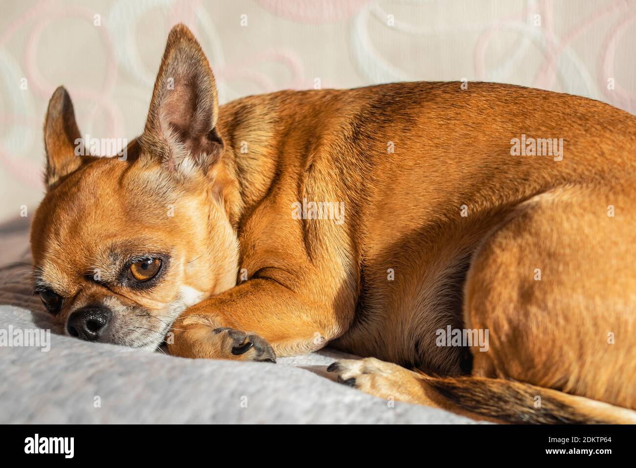 Piccolo cane chihuahua carino è sdraiato su un letto in una giornata di sole. Ritratto di giovane animale domestico. Sensazione di cane stanco, annoiato o depresso. Il cane è triste. Foto Stock