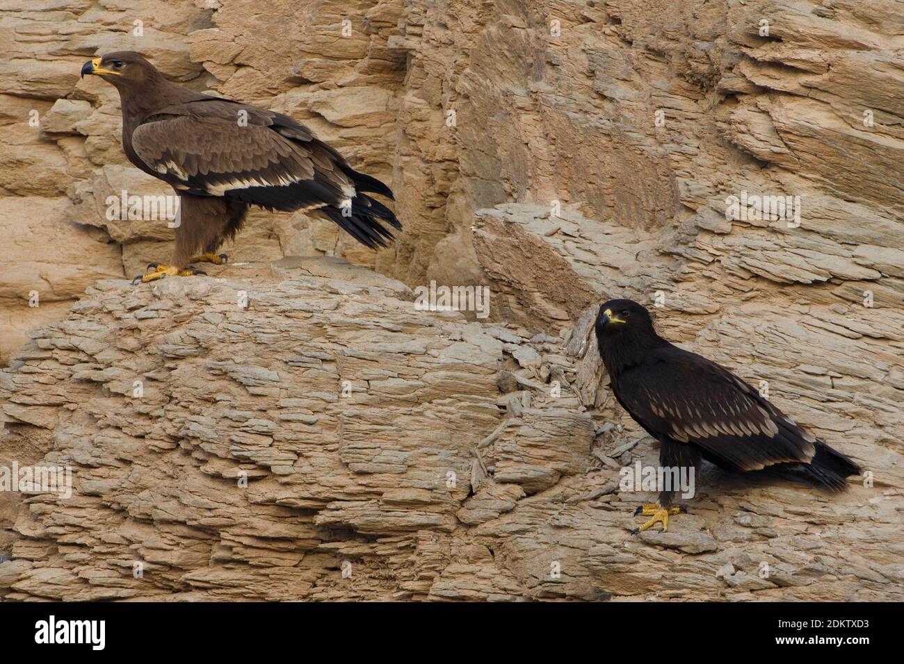 Bastaardarend zittend op rotswand; maggiore Spotted eagle arroccato sulla scogliera Foto Stock