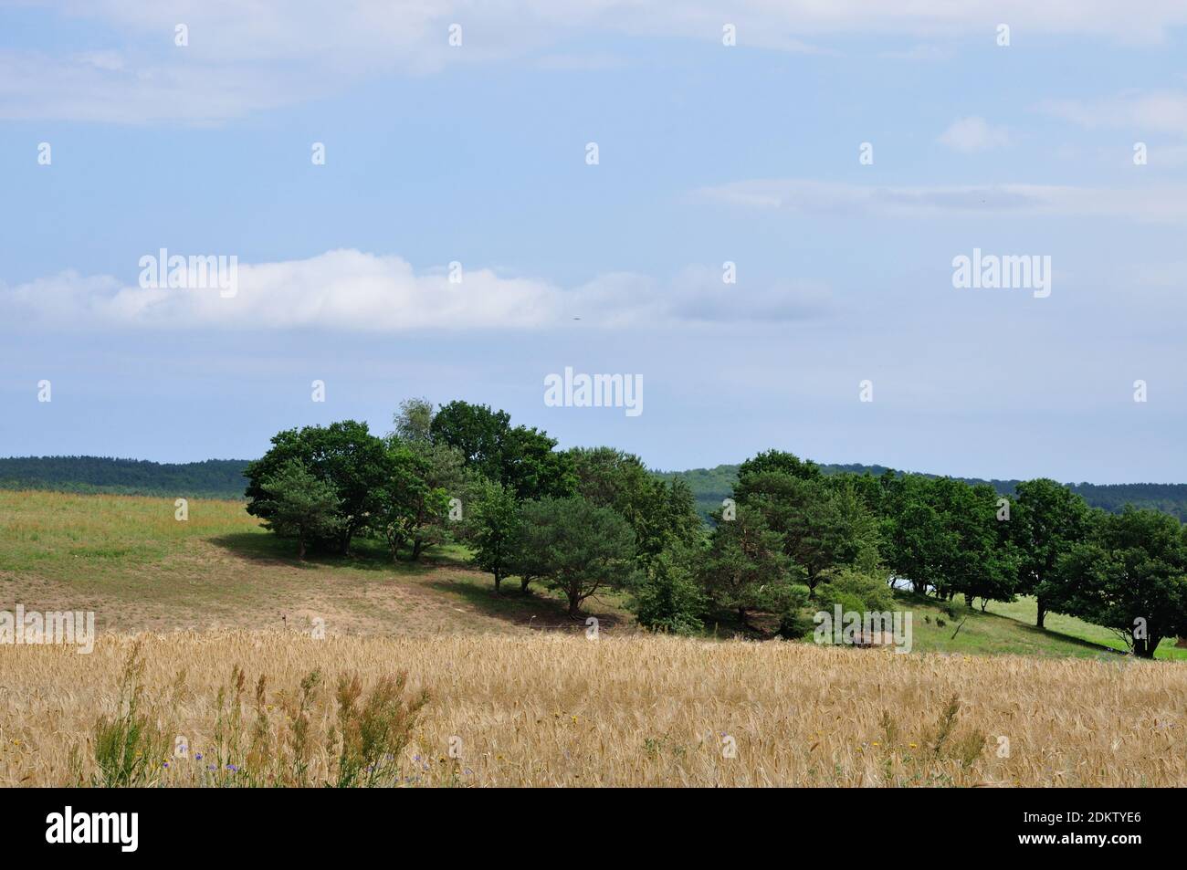 wunderschönen Wanderung über das Loddiner Höft auf der Insel Usedom zum Achterwasser. Schlechtes Wetter zieht auf. Foto Stock