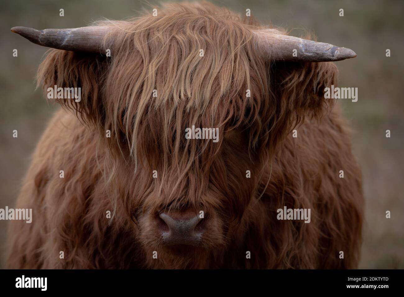 Highland mucca primo piano di testa Foto Stock