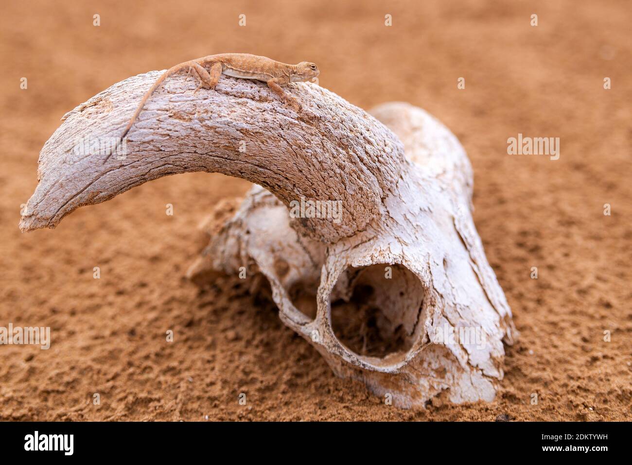 AGAMA a testa di rospo macchiato su un cranio o un osso. Foto Stock